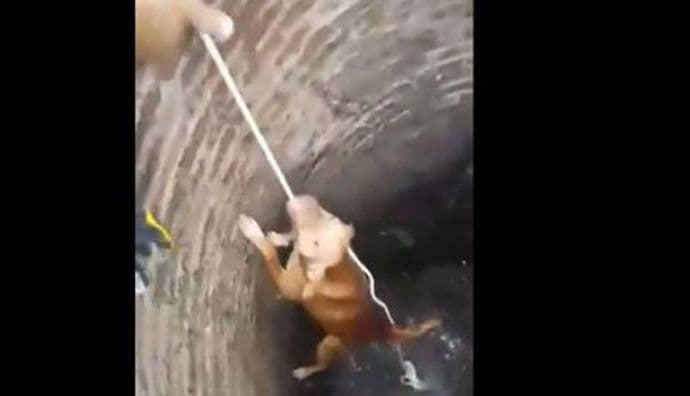 VIDEO: Ovaj pas ne odustaje VIDEO: Ovaj pas ne odustaje