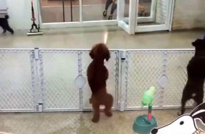 Pas ludim plesom dočekuje vlasnika (VIDEO) Pas ludim plesom dočekuje vlasnika (VIDEO)