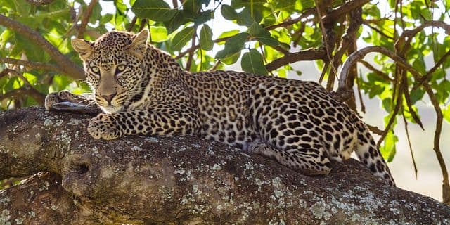 Ubijen posljednji leopard u Egiptu Ubijen posljednji leopard u Egiptu