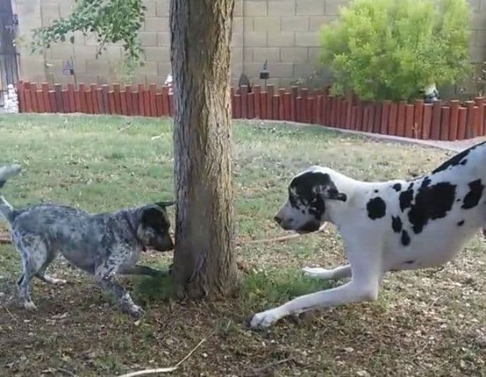Doga pokušava da se sakrije iza drveta (VIDEO) Doga pokušava da se sakrije iza drveta (VIDEO)