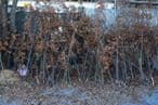 54abbbae-dec0-45ea-8d4b-22145c338451-0601badnjak.jpg