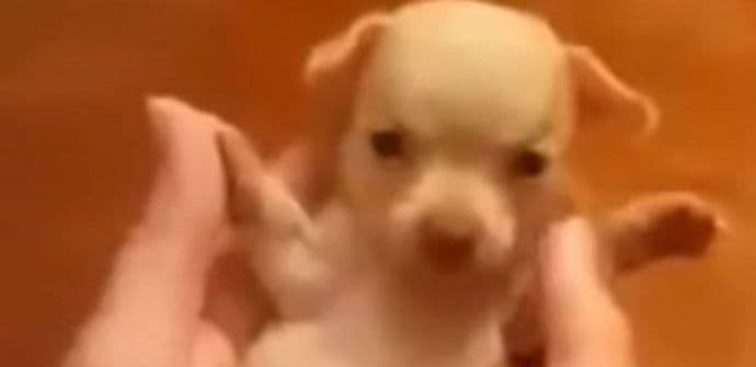 Preslatko štene koje obožava da se mazi (VIDEO) Preslatko štene koje obožava da se mazi (VIDEO)