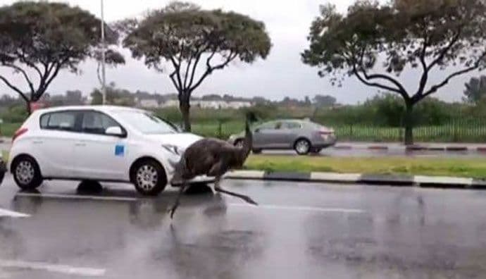 VIDEO: Odbjegli emu oduševio vozače u Izraelu VIDEO: Odbjegli emu oduševio vozače u Izraelu