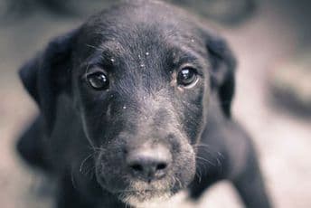 Zašto psi vole da kopaju po kanti za đubre?