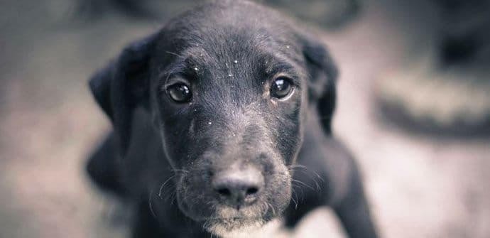 Zašto psi vole da kopaju po kanti za đubre? Zašto psi vole da kopaju po kanti za đubre?