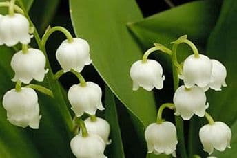 Omiljene kućne biljke koje oduzimaju život