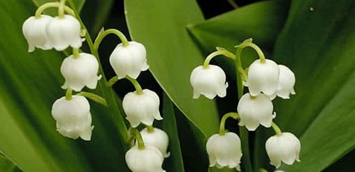 Omiljene kućne biljke koje oduzimaju život Omiljene kućne biljke koje oduzimaju život