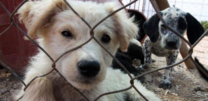 Deset načina kako da pomognete azilima Deset načina kako da pomognete azilima