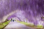 54b3d85e-66c0-4965-9af6-63f85c338451-cvjetni-tunel-wisteria-japan1-575x383.jpg