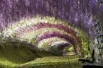 54b3d861-fe14-48f7-8200-63635c338451-cvjetni-tunel-wisteria-japan-575x382.jpg