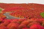 54b3d863-3464-4fdb-8af9-64055c338451-hitachi-park-japan-575x727.jpg
