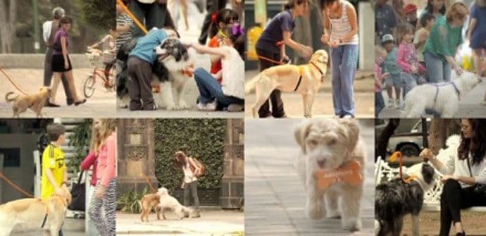 SJAJNO: Pogledajte kako je udomljeno preko 200 pasa! (VIDEO) SJAJNO: Pogledajte kako je udomljeno preko 200 pasa! (VIDEO)