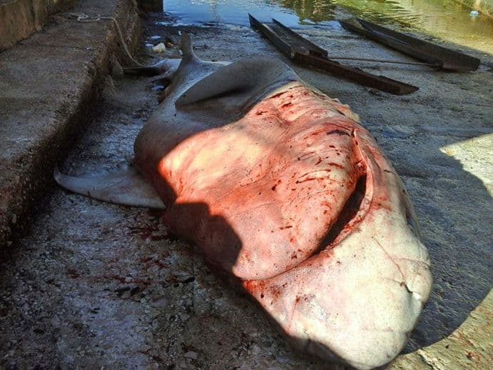 Nesvakidašnji ulov - volina od 3,8 metara Nesvakidašnji ulov - volina od 3,8 metara