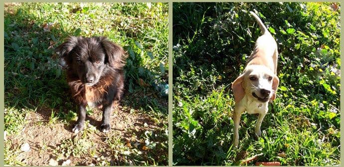 Garo i Lara – zaštitni znak solitera na Zabjelu (FOTO) Garo i Lara – zaštitni znak solitera na Zabjelu (FOTO)