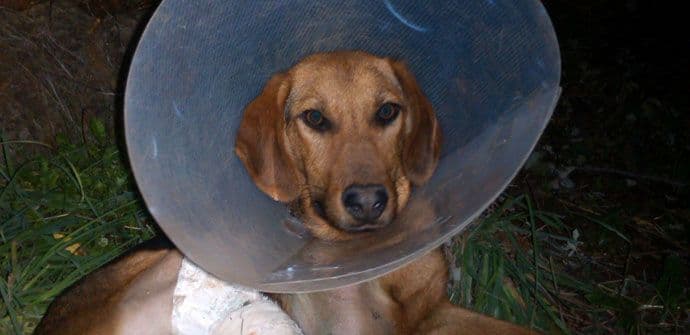 Laki, pas koji je imao sreće da naiđe na čovjeka kome je stalo Laki, pas koji je imao sreće da naiđe na čovjeka kome je stalo