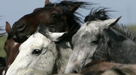 Arapi za trkačke konje otkupili skoro pola žetve ječma u Rumuniji Arapi za trkačke konje otkupili skoro pola žetve ječma u Rumuniji