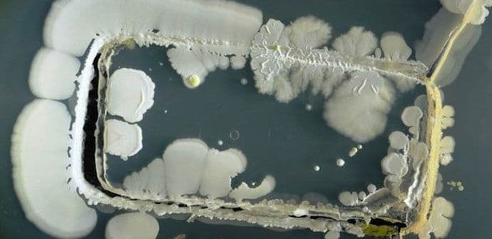 Mobilni telefoni u potpunosti prekriveni bakterijama Mobilni telefoni u potpunosti prekriveni bakterijama