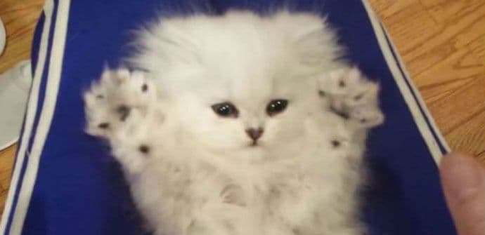 Mače koje imitira pokrete vlasnice (VIDEO) Mače koje imitira pokrete vlasnice (VIDEO)