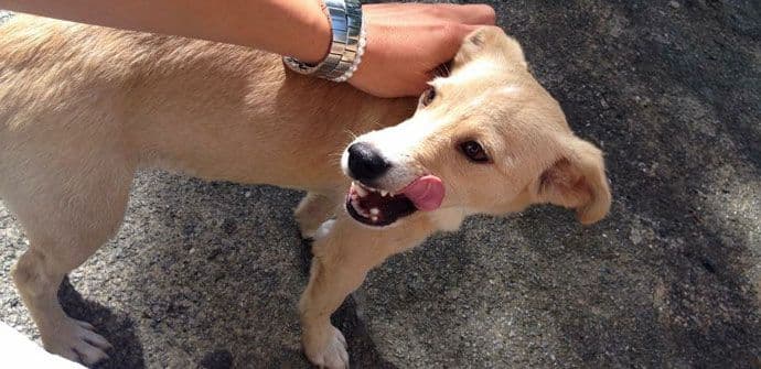 Svako može pomoći, makar ostacima hrane od ručka Svako može pomoći, makar ostacima hrane od ručka