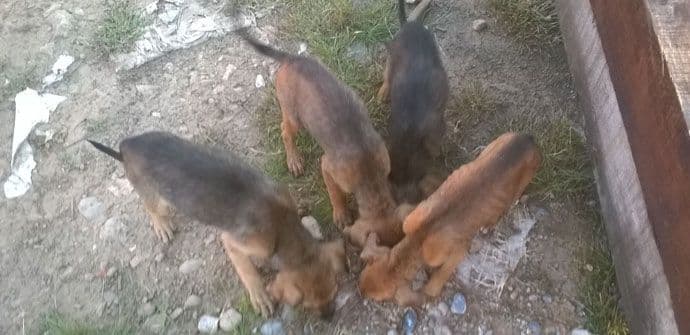 Psi koji imaju kućicu, ali još uvijek nemaju dom Psi koji imaju kućicu, ali još uvijek nemaju dom