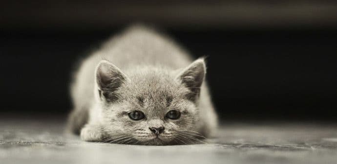 Da li znate koji zvukovi izbezumljuju vašu mačku? Da li znate koji zvukovi izbezumljuju vašu mačku?