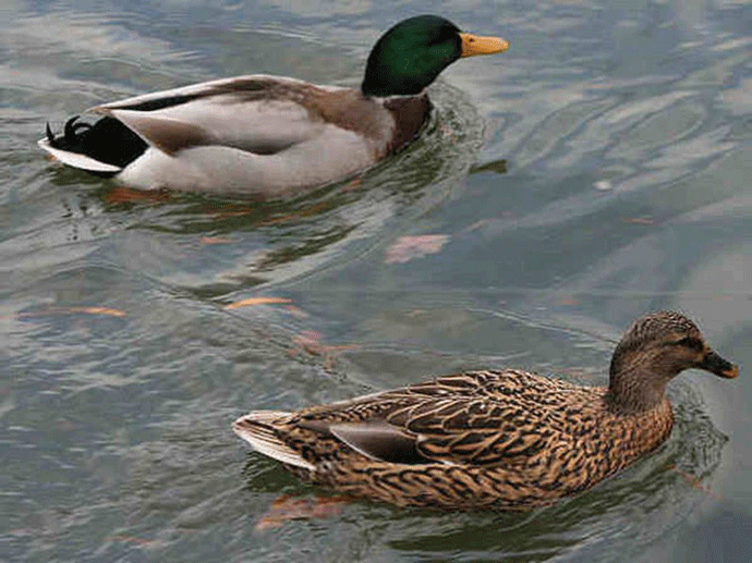 CZIP: Patke i guske sa ulcinjske pijace štetne po zdravlje CZIP: Patke i guske sa ulcinjske pijace štetne po zdravlje