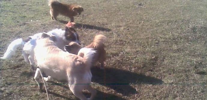 Petnaest napuštenih životinja o kojima brine Mirjana Petnaest napuštenih životinja o kojima brine Mirjana