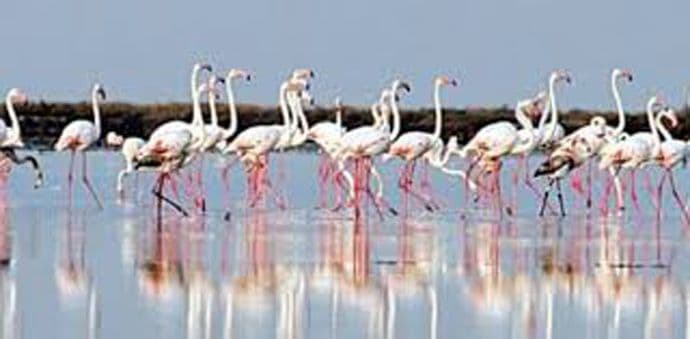 CZIP će se obratiti EK vezano za lov na Solani CZIP će se obratiti EK vezano za lov na Solani