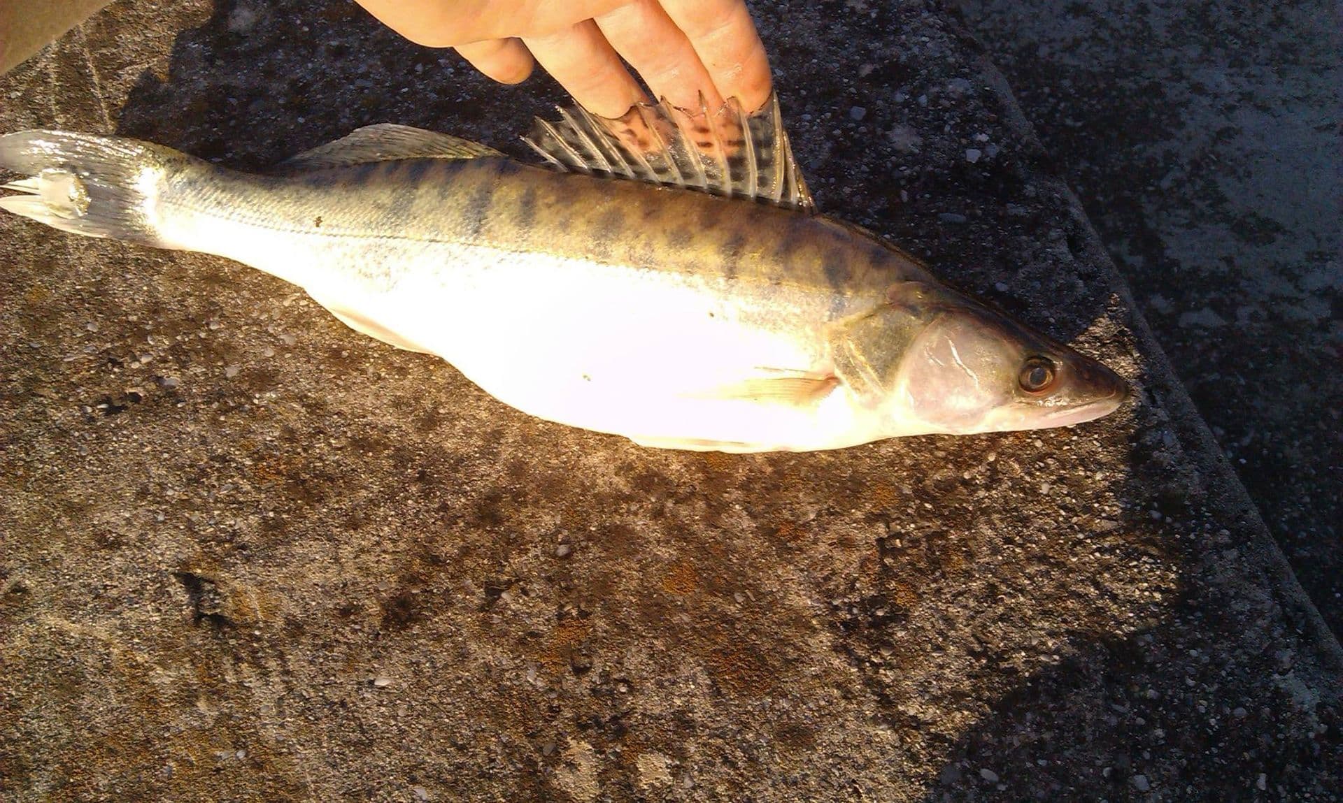 NEVJEROVATNO: Smuđ ulovljen u Skadarskom jezeru NEVJEROVATNO: Smuđ ulovljen u Skadarskom jezeru