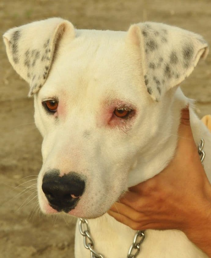 Sklonište za životinje u Novom Sadu psa nazvalo Kokainka Sklonište za životinje u Novom Sadu psa nazvalo Kokainka