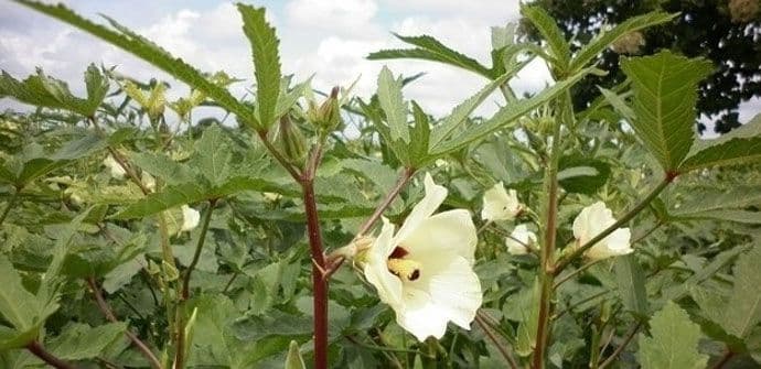 Jamajka na korak od legalizacije marihuane Jamajka na korak od legalizacije marihuane