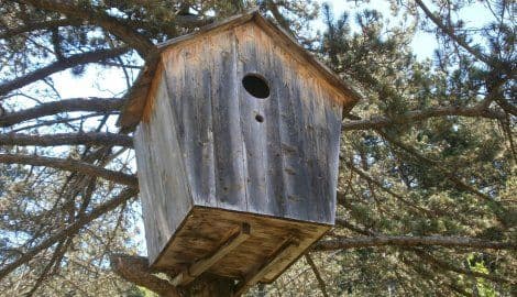 CZIP pokrenuo postupak zbog uticaja dalekovoda na ornitofaunu CZIP pokrenuo postupak zbog uticaja dalekovoda na ornitofaunu