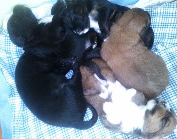 Jedanaestoro spašenih sa ulice Jedanaestoro spašenih sa ulice