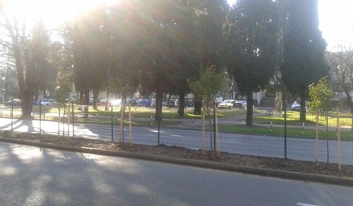 Na Bulevaru revolucije 32 nova stabla ligustruma, ginko raste ispred “City”-ja Na Bulevaru revolucije 32 nova stabla ligustruma, ginko raste ispred “City”-ja