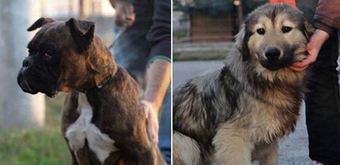 Ruka-šapi: Pružite im dom i spasite ih od eutanazije Ruka-šapi: Pružite im dom i spasite ih od eutanazije