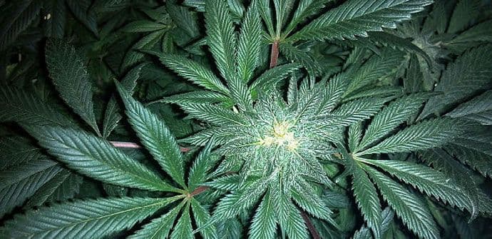 Marihuana - glavna tema na Tviteru među mladima Marihuana - glavna tema na Tviteru među mladima