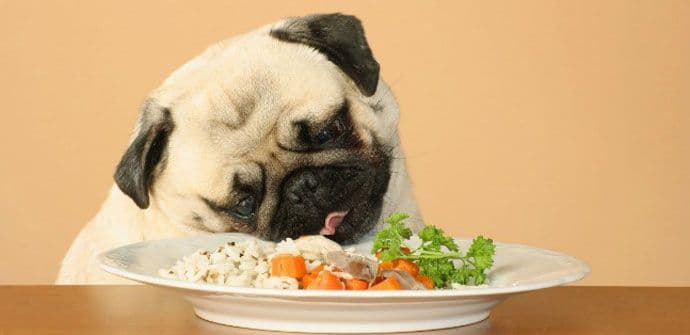 Da li psi mogu da jedu hranu za ljude? Da li psi mogu da jedu hranu za ljude?