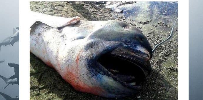 Na Filipinima isplivalo morsko čudovište! Na Filipinima isplivalo morsko čudovište!