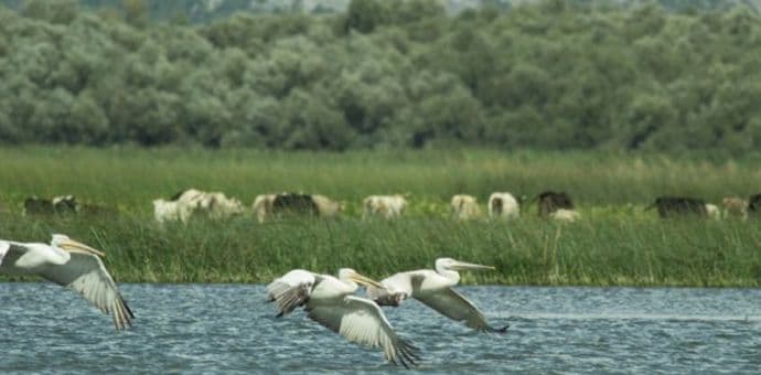 Green Home: Vlada da radi sa stručnim institucijama na usaglašavanju akcionih planova za Skadarsko jezero  Green Home: Vlada da radi sa stručnim institucijama na usaglašavanju akcionih planova za Skadarsko jezero