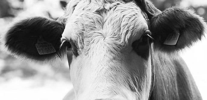 U Francuskoj i zvanično životinje nisu imovina U Francuskoj i zvanično životinje nisu imovina