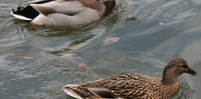 Ulični  kviz “Zaštitimo ptice” u Tivtu i Podgorici  Ulični  kviz “Zaštitimo ptice” u Tivtu i Podgorici