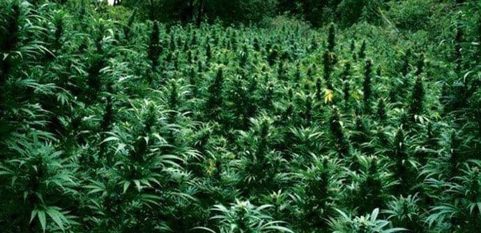 Jamajka: Marihuana dekriminalizovana na Marlijev rođendan Jamajka: Marihuana dekriminalizovana na Marlijev rođendan