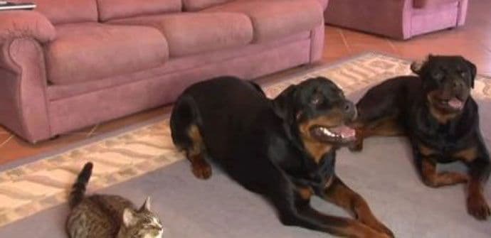 Mačka misli da je rotvajler (VIDEO) Mačka misli da je rotvajler (VIDEO)