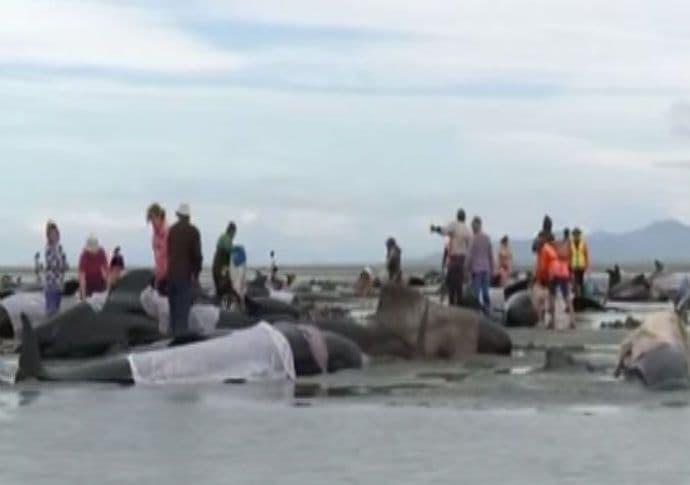 Dvjesta nasukanih kitova na obali Novog Zelanda Dvjesta nasukanih kitova na obali Novog Zelanda