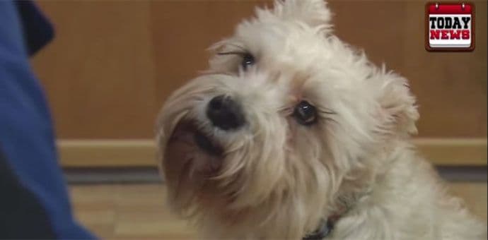 VIDEO: Pas prešao kilometre da bi posjetio vlasnicu u bolnici VIDEO: Pas prešao kilometre da bi posjetio vlasnicu u bolnici