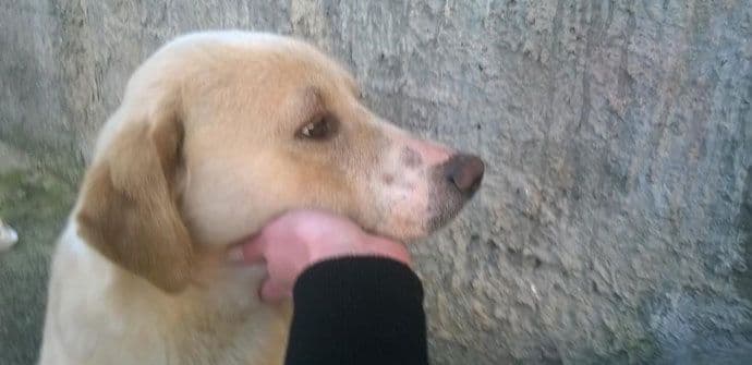 Džeri – pas koji zaslužuje više od jorgana ispod terase Džeri – pas koji zaslužuje više od jorgana ispod terase