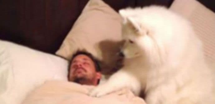 Samojed poljupcima budi vlasnika (VIDEO) Samojed poljupcima budi vlasnika (VIDEO)