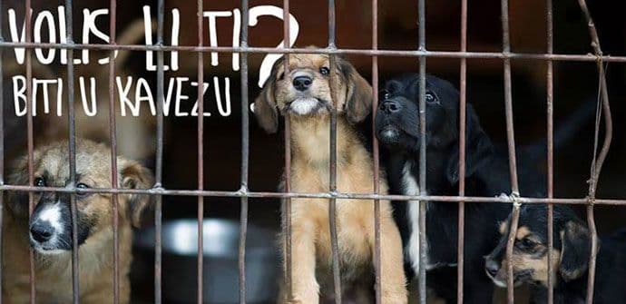 Na Trgu republike sjutra javno udomljavanje pasa iz azila Na Trgu republike sjutra javno udomljavanje pasa iz azila