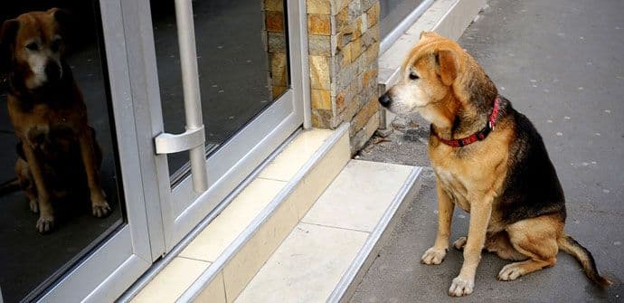Pas sa Dorćola i dalje čeka babu koja ga je hranila a koja je preminula Pas sa Dorćola i dalje čeka babu koja ga je hranila a koja je preminula