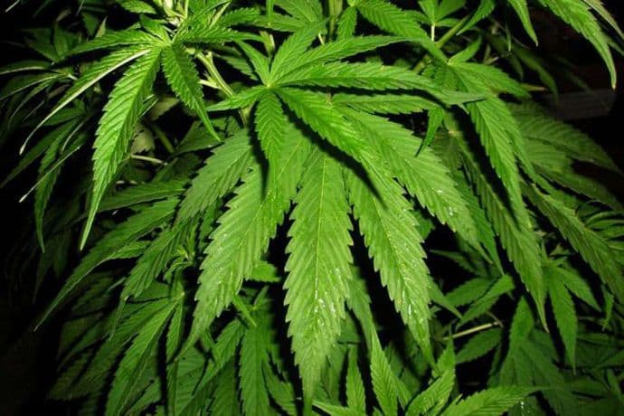 Marihuana ubija ćelije raka? Marihuana ubija ćelije raka?